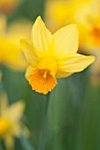 NARCISSUS JETFIRE