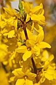 FORSYTHIA X INTERMEDIA