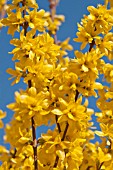 FORSYTHIA X INTERMEDIA