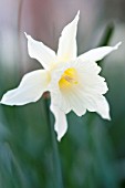 NARCISSUS W P MILNER