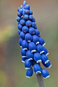 MUSCARI NEGLECTUM