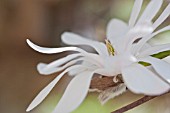 MAGNOLIA STELLATA WATERLILY