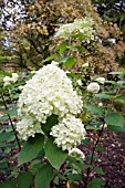 HYDRANGEA PANICULATA LIMELIGHT