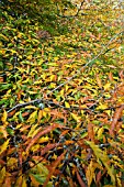 FAGUS SYLVATICA ASPLENIFOLIA