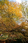 FAGUS SYLVATICA ASPLENIFOLIA