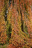 FAGUS SYLVATICA PENDULA