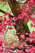 ACER PALMATUM ATROPURPUREUM