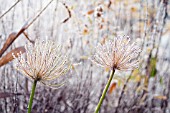 AGAPANTHUS AFRICANUS FROSTED