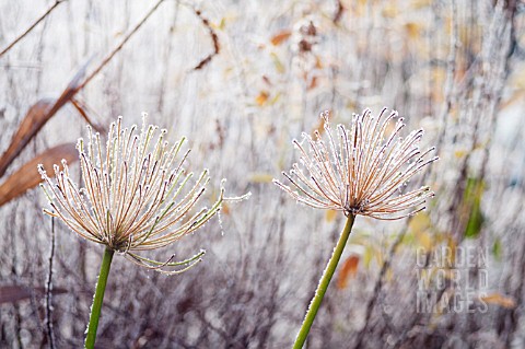 AGAPANTHUS_AFRICANUS_FROSTED