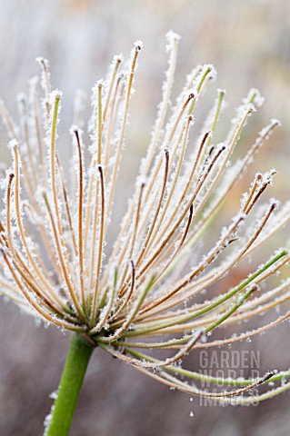 AGAPANTHUS_AFRICANUS_FROSTED