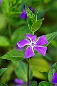 VINCA MINOR LESSER PERIWINKLE