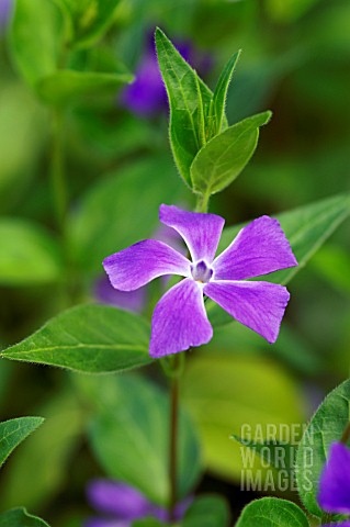 VINCA_MINOR_LESSER_PERIWINKLE