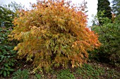 ACER PALMATUM KOTO NO ITO AT BATSFORD ARBORETUM