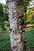 BETULA DAVURICA AT BATSFORD ARBORETUM