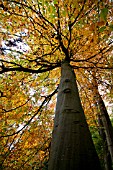 FAGUS SYLVATICA AT BATSFORD ARBORETUM