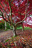 ACER PALMATUM OZAKAZUKI AT BATSFORD ARBORETUM