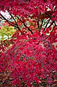 ACER PALMATUM OZAKAZUKI AT BATSFORD ARBORETUM