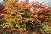 ACER PALMATUM ELEGANS AT BATSFORD ARBORETUM