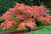 ACER PALMATUM ELEGANS AT BATSFORD ARBORETUM