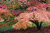 ACER PALMATUM ELEGANS AT BATSFORD ARBORETUM