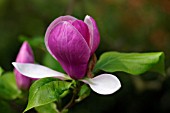 MAGNOLIA X SOULANGIANA LENNEI