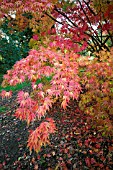 ACER PALMATUM ELEGANS AT BATSFORD ARBORETUM