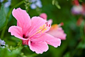 HIBISCUS ROSA SINENSIS