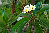 PLUMERIA RUBRA