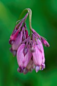 DICENTRA FORMOSA WILD BLEEDING HEART