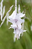 DIERAMA PULCHERRIMUM GUINEVERE