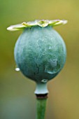 PAPAVER SOMNIFERUM SEEDHEAD