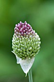 ALLIUM SPHAEROCEPHALON