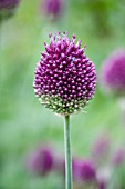 ALLIUM SPHAEROCEPHALON