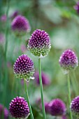 ALLIUM SPHAEROCEPHALON