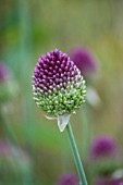 ALLIUM SPHAEROCEPHALON