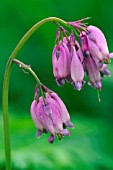 DICENTRA FORMOSA WILD BLEEDING HEART