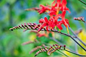 CROCOSMIA LUCIFER