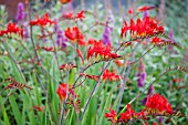 CROCOSMIA LUCIFER