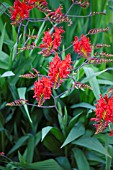 CROCOSMIA LUCIFER