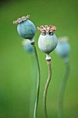 PAPAVER SOMNIFERUM SEED CAPSULES