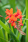 CROCOSMIA MASONIORUM JUPITER