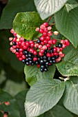 VIBURNUM LANTANA