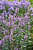 PHYSOSTEGIA VIRGINIANA VIVID