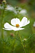 COSMOS BIPINNATUS PURITY