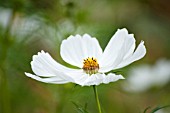 COSMOS BIPINNATUS PURITY