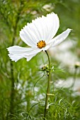 COSMOS BIPINNATUS PURITY