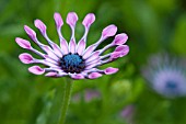 OSTEOSPURMUM PINK WHIRLS