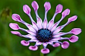 OSTEOSPURMUM PINK WHIRLS