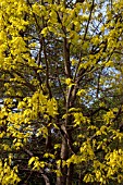 QUERCUS RUBRA AUREA, (SHOWING SPRING FOLIAGE)