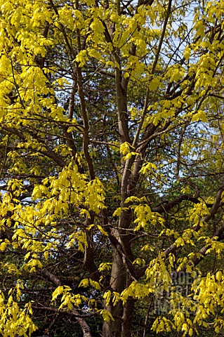 QUERCUS_RUBRA_AUREA_SHOWING_SPRING_FOLIAGE